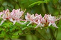 A Row of Early Azalea Flowers Ã¢â¬â Rhododendron prinophyllum